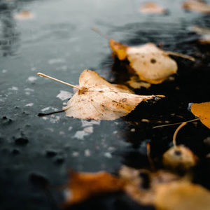 Meet your Posher, Tai